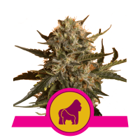 Royal Queen Seeds - Mother Gorilla (Feminizált)