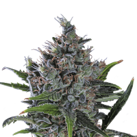 Royal Queen Seeds - North Thunderfuck (Feminizált)