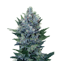 Royal Queen Seeds - Northern Light (Autoflowering)