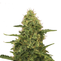 Royal Queen Seeds - Northern Light (Feminizált)