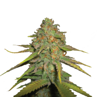 Royal Queen Seeds - O.G. Kush (Feminizált)