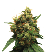 Royal Queen Seeds - Painkiller XL (Feminizált)