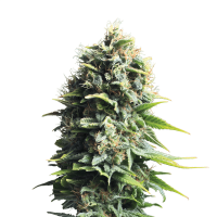 Royal Queen Seeds - Pineapple Kush (Feminizált)