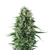 Royal Queen Seeds - Power Flower (Feminizált)