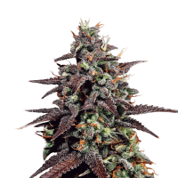 Royal Queen Seeds - Purple Punch (Autoflowering)