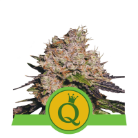 Royal Queen Seeds - Purple Queen (Autoflowering)