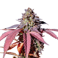 Royal Queen Seeds - Purple Queen (Feminizált)