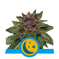 Royal Queen Seeds - Purplematic CBD (Autoflowering)