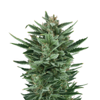 Royal Queen Seeds - Quick One (Autoflowering)