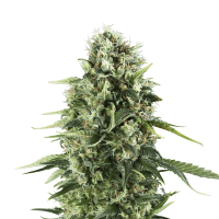 Royal Queen Seeds - Royal AK (Feminizált)