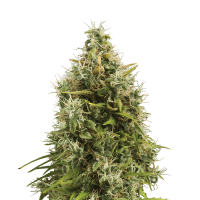 Royal Queen Seeds - Royal AKmatic (Autoflowering)
