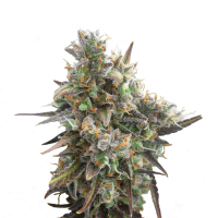 Royal Queen Seeds - Royal Bluematic (Autoflowering)