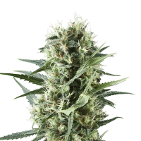 Royal Queen Seeds - Royal Cookies (Feminizált)
