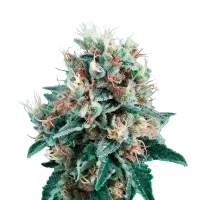 Royal Queen Seeds - Royal Creamatic (Autoflowering)