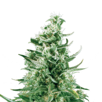 Royal Queen Seeds - Royal Critical (Autoflowering)