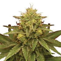 Royal Queen Seeds - Royal Domina (Feminizált)