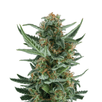 Royal Queen Seeds - Royal Dwarf (Autoflowering)
