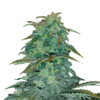 Royal Queen Seeds - Royal Haze (Autoflowering)