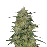 Royal Queen Seeds - Royal Highness (Feminizált)