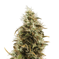 Royal Queen Seeds - Royal Jackmatic (Autoflowering)