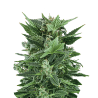 Royal Queen Seeds - Royal Kushmatic (Autoflowering)