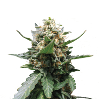 Royal Queen Seeds - Royal Medic (Feminizált)