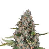 Royal Queen Seeds - Sherbet Queen (Autoflowering)