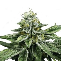 Royal Queen Seeds - Sherbet Queen (Feminizált)