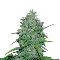 Royal Queen Seeds - Skunk XL (Feminizált)