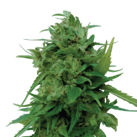 Royal Queen Seeds - Solomatic CBD (Autoflowering)