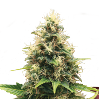 Royal Queen Seeds - Somango XL (Feminizált)