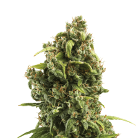 Royal Queen Seeds - Sour Diesel (Feminizált)