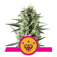 Royal Queen Seeds - Special Kush #1 (Feminizált)