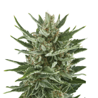Royal Queen Seeds - Speedy Chile - Fast (Feminizált)