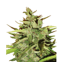 Royal Queen Seeds - Stress Killer CBD (Autoflowering)