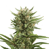 Royal Queen Seeds - Sweet Skunk (Autoflowering)