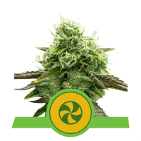 Royal Queen Seeds - Sweet ZZ (Autoflowering)