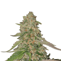 Royal Queen Seeds - Sweet ZZ Ex Zkittlez (Feminizált)