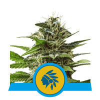 Royal Queen Seeds - Tatanka Pure (Feminizált)