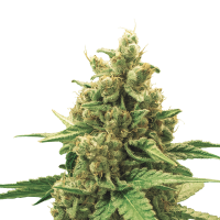 Royal Queen Seeds - Watermelon (Autoflowering)