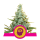 Royal Queen Seeds - AMG (Feminizált) kannabis mag