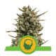 Royal Queen Seeds - Amnesia Haze (Autoflowering) kannabis mag