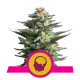 Royal Queen Seeds - Amnesia Haze (Feminizált) kannabis mag