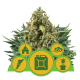 Royal Queen Seeds - Autoflowering Mix (Autoflowering) kannabis mag