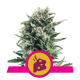 Royal Queen Seeds - Blue Cheese (Feminizált) kannabis mag