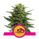 Royal Queen Seeds - Blue Mystic (Feminisiert) cannabissamen