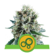 Royal Queen Seeds - Bubble Kush (Autoflowering) kannabis mag