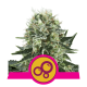 Royal Queen Seeds - Bubble Kush (Feminizált) kannabis mag