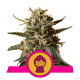 Royal Queen Seeds - Bubblegum XL (Feminizált) kannabis mag