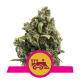 Royal Queen Seeds - Candy Kush Express - Fast (Feminizált) kannabis mag